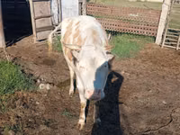 بقرة, Simmental cattle — الصورة 2