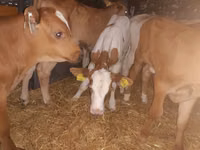 Býk, Simmental cattle — foto 1