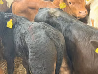 Skot (série, pohlaví neuvedeno), Simmental cattle — foto 5
