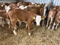 Toro, Simmental cattle — foto 2
