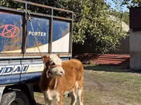 ثور, Simmental cattle — الصورة 1