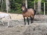 კვიცი, Black Sea breed — ფოტო 4