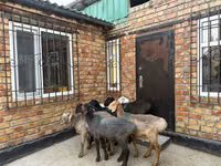 Schaf, Rhon sheep — Foto 2