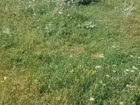 Krava, Skot — foto 3