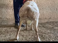 Carneiro, Arashan sheep — foto 2