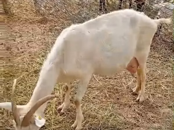 Chèvre, Saanen goat