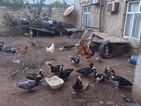 Domestic Muscovy — 4-rasm