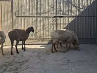 Oveja, Ovejas — foto 3