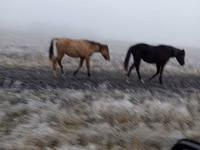பெண் குதிரை, Bashkir horse — புகைப்படம் 2