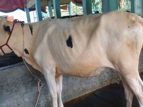 İnek, Holstein ırkı