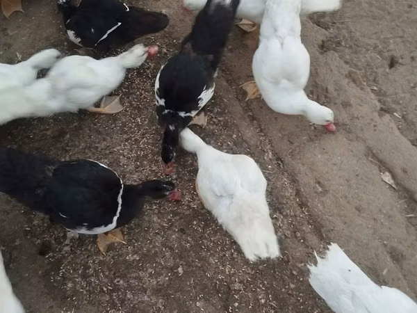 Ducks — Azerbaijão