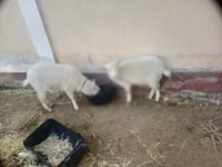 Dişi keçi, Irish goat — foto 1