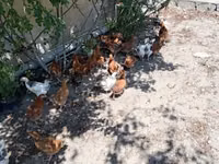 Chickens — zdjęcie 7
