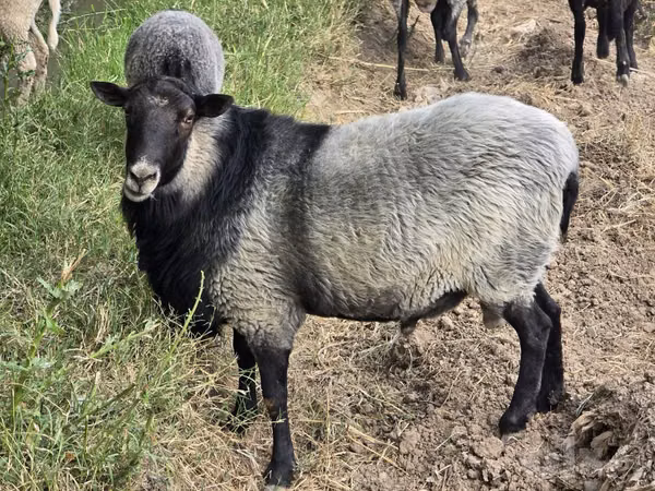 Bélier, Romanov sheep