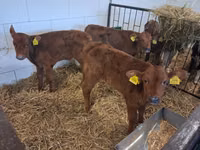 Býk, Simmental cattle — foto 5