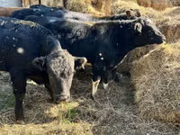 காளை, Swiss cattle — புகைப்படம் 2