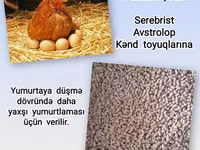 Artıq daimi istifadə üçün Kənd Toyuğu. Serebrist. Qaz. Ördək — Foto 5
