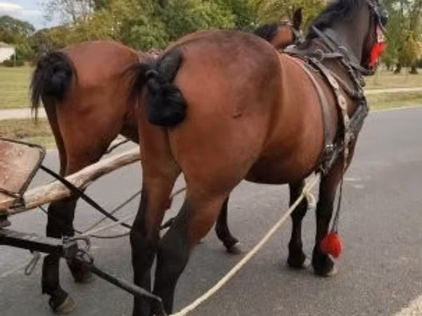 Cheval, Chevaux