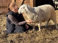 Moutons (lot, sexe non indiqué), Assaf sheep — photo 2