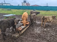 Býk, Gallowayská kráva — foto 3