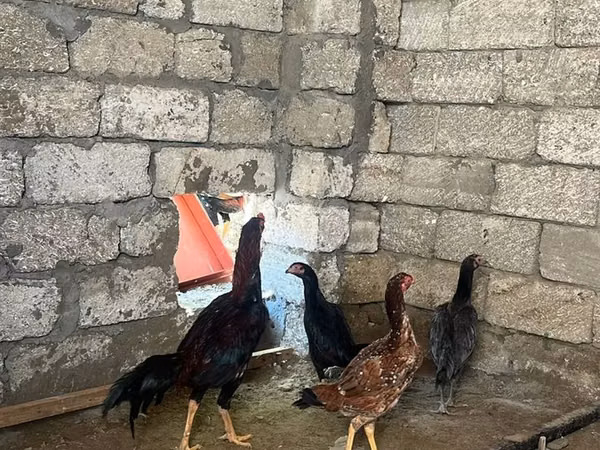 Chickens