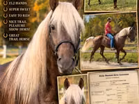 Kůň, Rocky Mountain Horse — foto 1