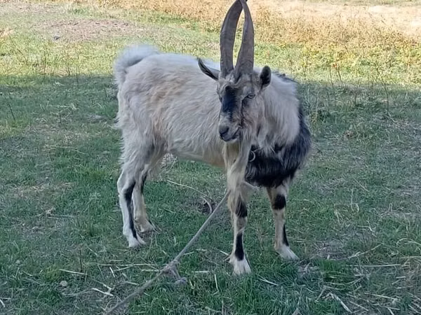 ஆண் வெள்ளாடு, வெள்ளாடுகள்