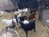 Boucs, Pomellata goat — photo 2