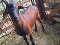 ஆண் வெள்ளாடு, Nubian Goat — புகைப்படம் 1