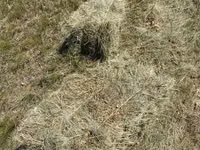 Խոտի տուկ բարձր որակի — foto 2
