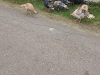 Turkeys — zdjęcie 3