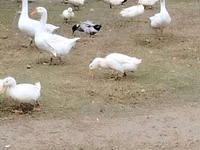 Geese — zdjęcie 2