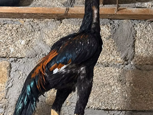 Guinea fowl