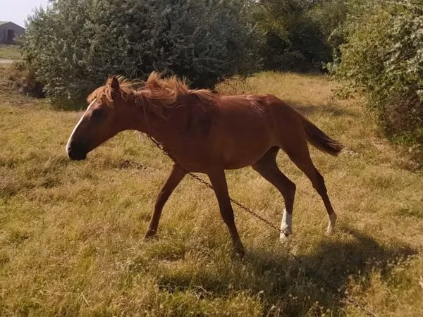 Kůň, Koně