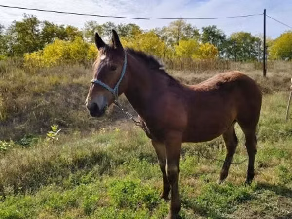 Horse (M), Horses
