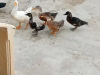 Německý pekin — foto 3