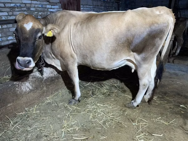 Cow, Simmental cattle