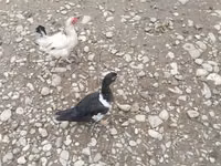 Ducks — 写真 5
