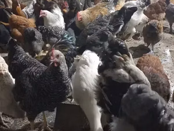 Chickens — Armaniston