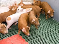ஆண் பன்றி — புகைப்படம் 2
