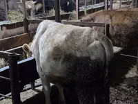 பசு, Simmental cattle — புகைப்படம் 3