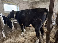 母牛, Russian Black pied cattle — 照片 1