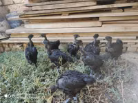 Chickens — zdjęcie 4