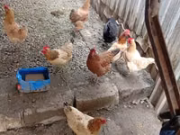 Chickens — foto 3