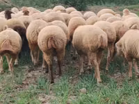 Owca, Owce — zdjęcie 5