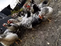 Chickens — foto 5