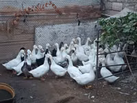 German Pekin — photo 3