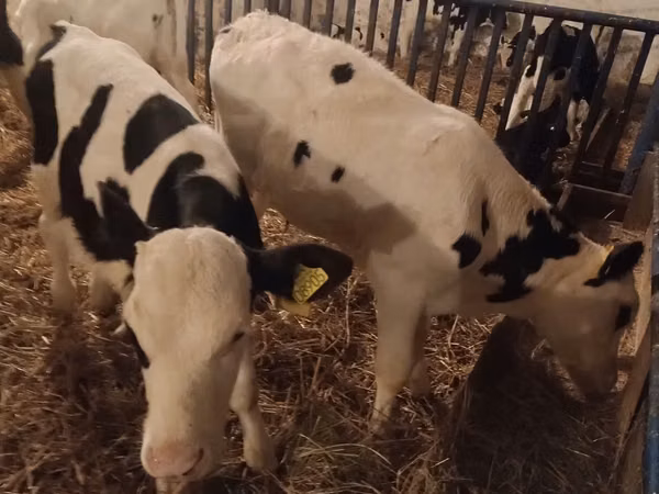 Buqa, Russian Black pied cattle