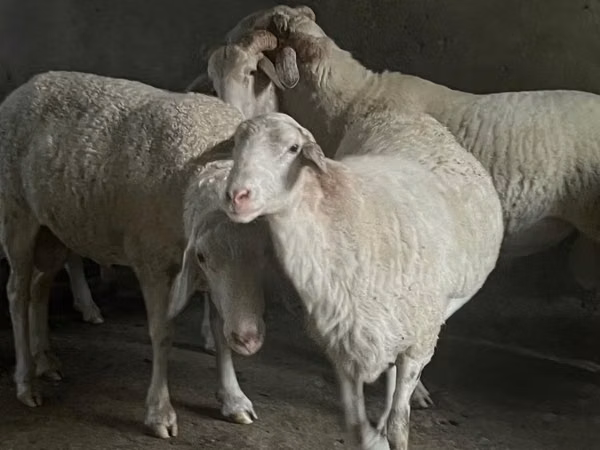 Qoç, Assaf sheep