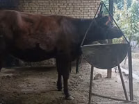 Krowa, Kalmucka rasa — zdjęcie 7